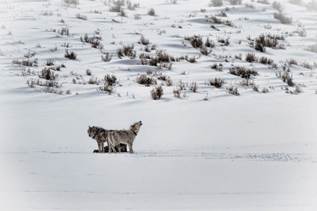 Wolves in Lamar Valley, Yellowstone National Park