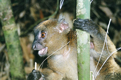 Greater bamboo lemur.