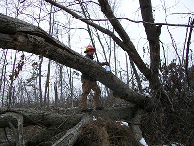 Anthony Lee marks storm-damaged timber in Missouri's Mark Twain National Forest