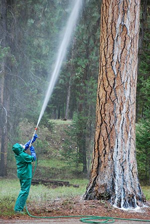 Contractor sprays ponderosa pine