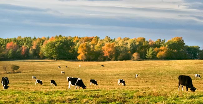 A cow pasture in Finger Lakes National Forest