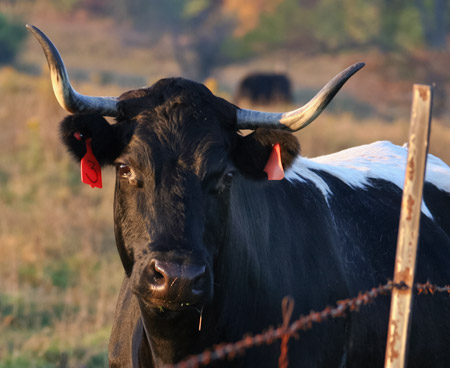 Bull in Finger Lakes National Forest