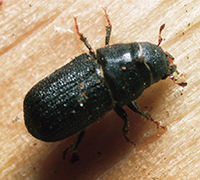 Mountain pine beetle