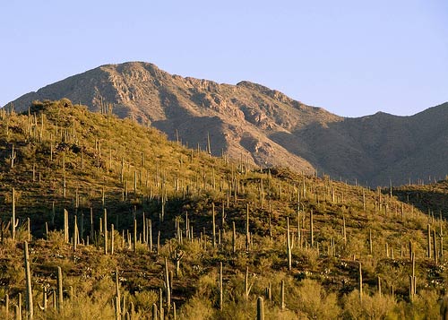 Young Saguaro Forest