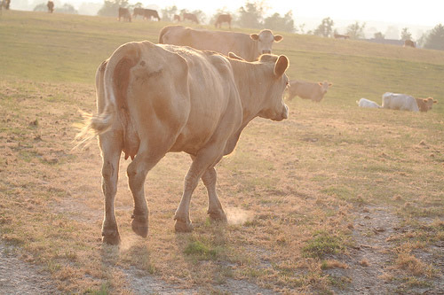 Cow in Tennessee drought