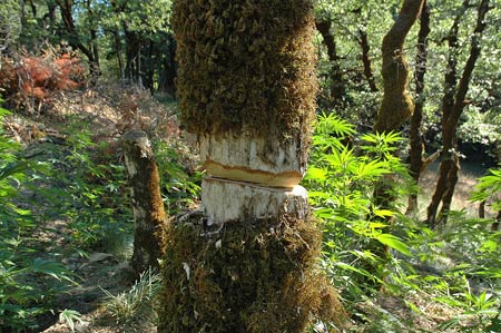 A girdled tree in a California national forest due to illegal marijuana crops.