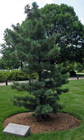 A Korean pine near the Korean War Contemplative Bench in Arlington National Cemetery commemorates Korean War veterans