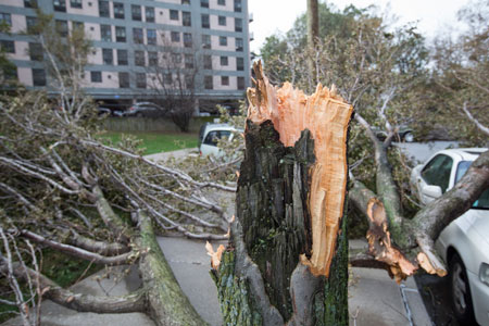 Fallen tree in Queens, New York