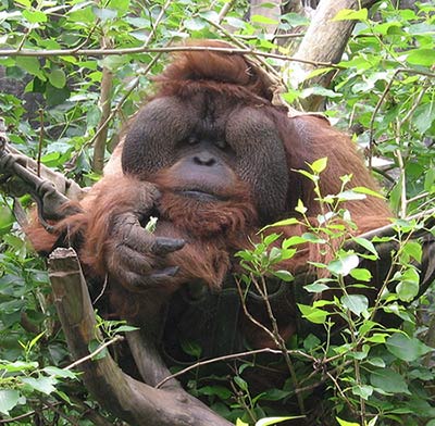 Adult male orangutan