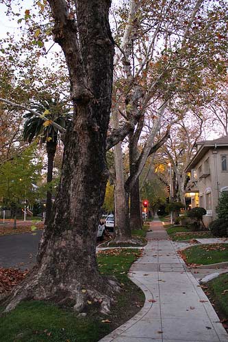 Street trees in Sacramento