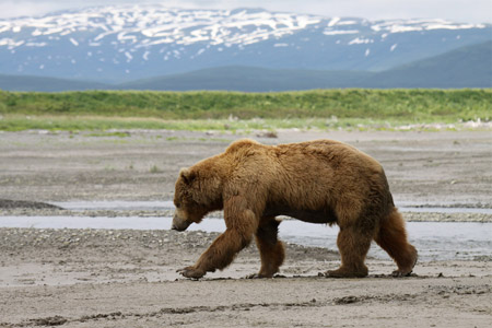 Grizzly bear in Katmai National Park and Preserve