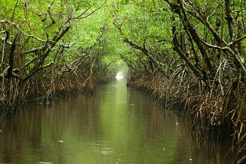 An Everglades waterway