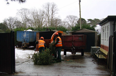 Mulching Christmas trees
