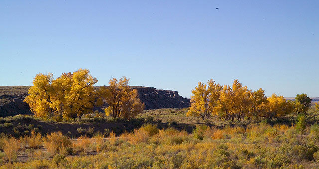 In the fall, cottonwood turn golden along the Puerco River in Petrified Forest National Park.