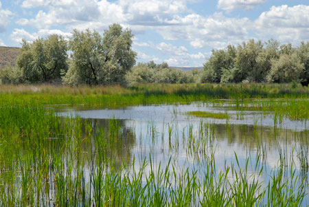 A wetland in central Washington that has been restored through NRCS cooperative work