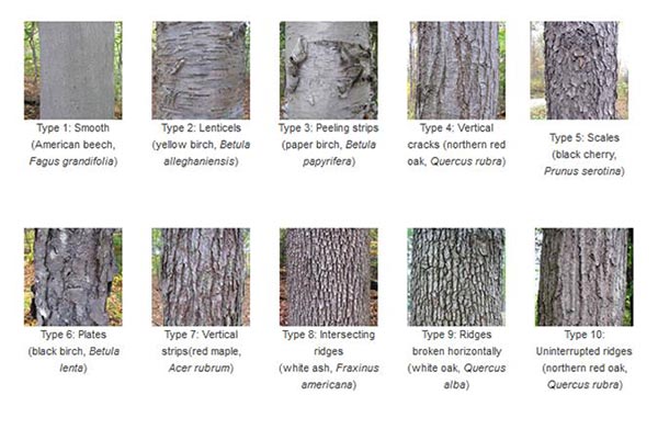 oak bark identification        <h3 class=