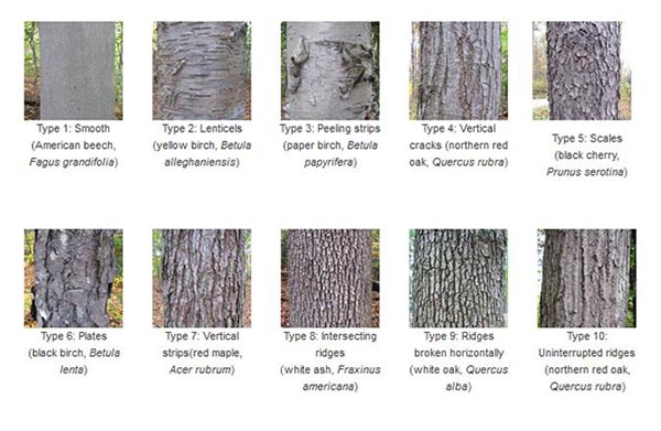 Identify Hardwood Trees By Bark