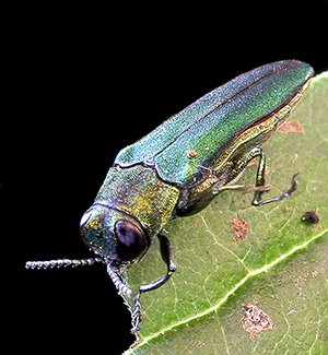 An adult emerald ash borer feeding on a leaf. 