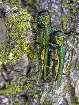 Adult emerald ash borers mating.