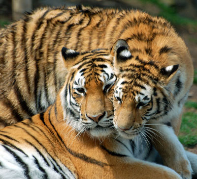 Amur tiger and cub