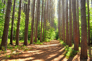 An avenue of pines in Mohawk Trail State Forest. 