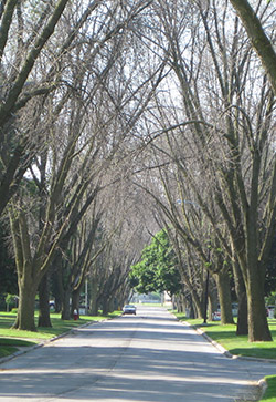 Toledo, Ohio trees after emerald ash borer in August 2009. 