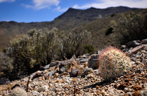 Mohave Desert