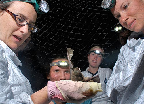 Volunteers remove a bat from a net. Credit: Benjamin Zack