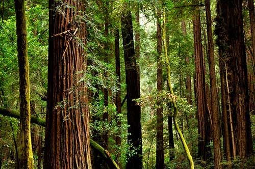 Redwoods, Muir Woods National Monument, California. Credit: Benjamin Zack 