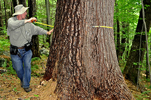 Robert Leverett measures the circumference of an eastern white pine. 