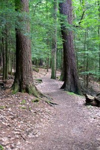 The towering white pines and hemlocks in Forest Cathedral make it a national natural landmark.