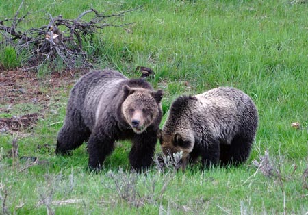 Grizzly bears in Yellowstone National Park
