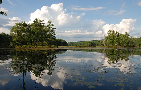 Harvard Pond in Harvard Forest.