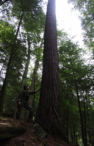 Dale Luthringer stands at the base of the Longfellow Pine. 