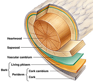 Tree Anatomy: Bark