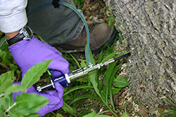 Injecting an ash tree with insecticide to protect it from EAB. 