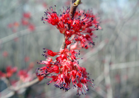 Red maple flower