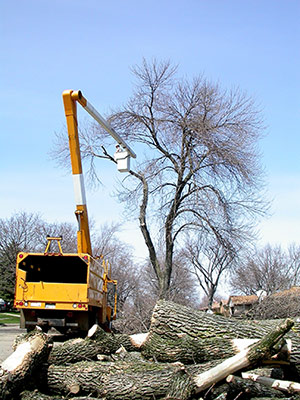 Ash trees cut down dur to EAB.