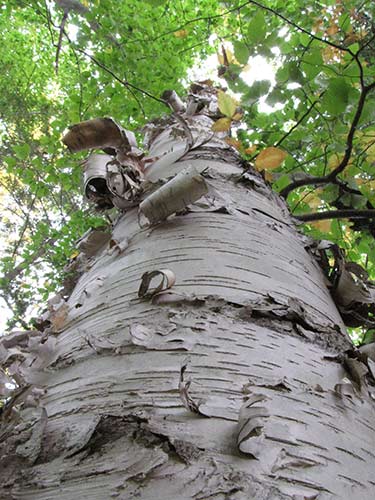 The white trunk, peeling bark and prominent lenticels of paper birch