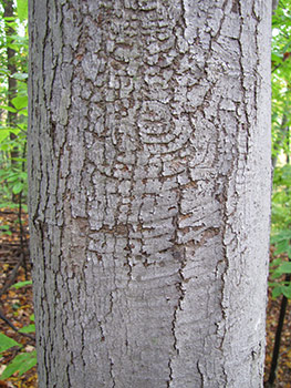 Target canker on red maple bark