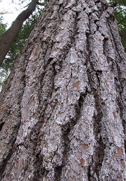 ridges on mature eastern white pine