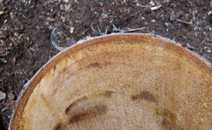 Cross section of paper birch trunk