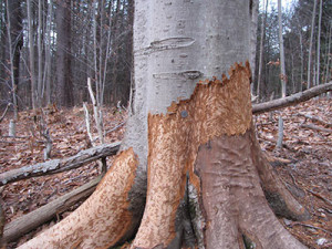 An American beech stripped by beavers