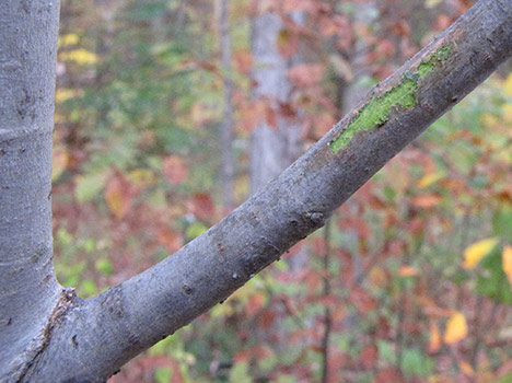 Green cork skin in interior layer of bark