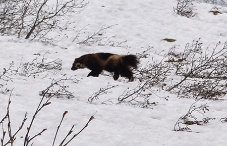 Wolverines rely on deep snow for their dens. Credit: Glacier NPS/Flickr.