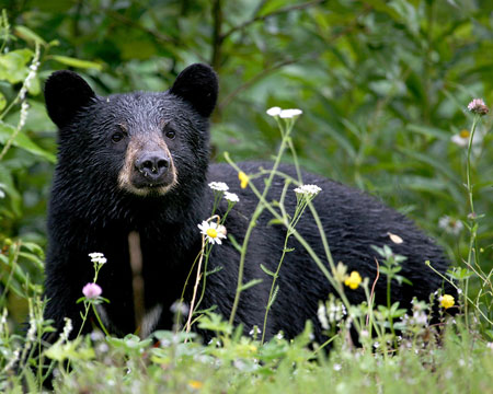 Black bear