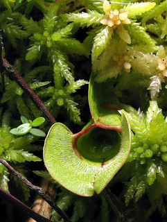 sphagnum moss and pitcher plant