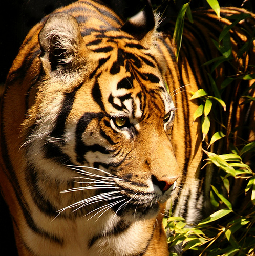 Sumatran tiger.
