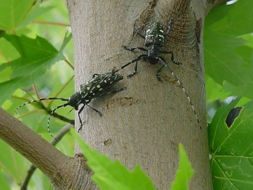 Asian longhorned beetles