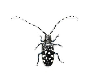 Asian longhorned beetle